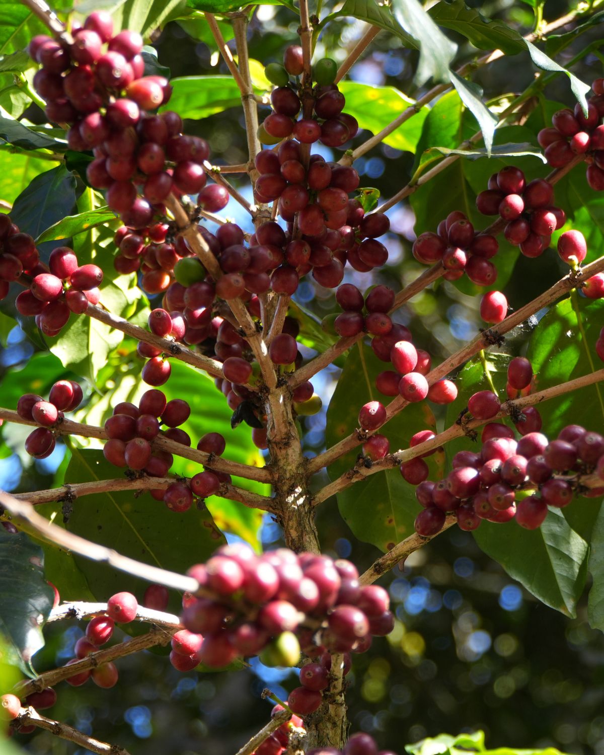 Bio Kaffees
